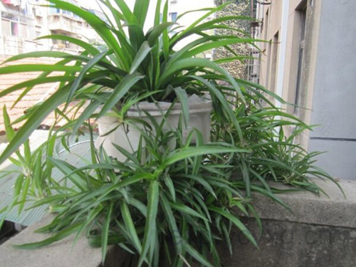 ����Ѫ��(sh��)